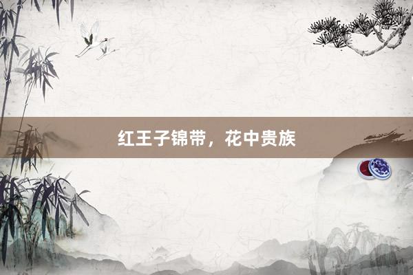红王子锦带，花中贵族